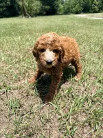 Kelly, a female Goldendoodle for sale in Chiefland, FL – 5 of 9