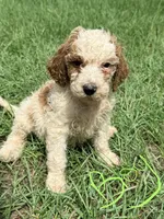 Gregg, a male Goldendoodle for sale in Chiefland, FL – 2 of 3