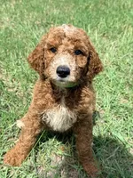 Jamie, a female Goldendoodle for sale in Chiefland, FL – 2 of 3