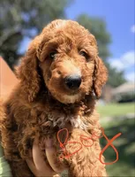Jerry, a male Goldendoodle for sale in Chiefland, FL – 2 of 5