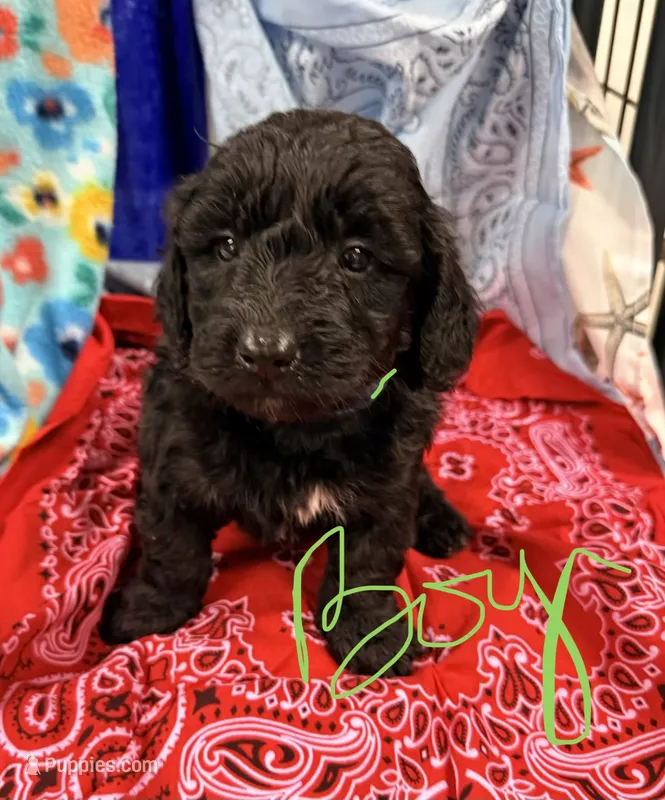 Freddie – Miniature Aussiedoodle puppy for sale in Chiefland, FL