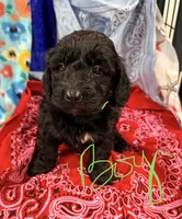 Freddie, a male Miniature Aussiedoodle for sale in Chiefland, FL – 1 of 2