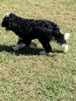 Davie, a male Miniature Aussiedoodle for sale in Chiefland, FL – 2 of 3