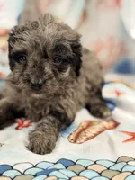 Lady, a female Miniature Labradoodle for sale in Chiefland, FL – 3 of 3