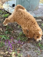 Gina, a female Goldendoodle for sale in Chiefland, FL – 7 of 10