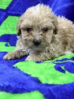 Lucas mini, a male Labradoodle for sale in Chiefland, FL – 2 of 3