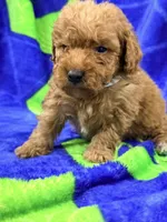 Lane mini, a male Labradoodle for sale in Chiefland, FL – 2 of 2