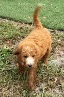 Kelly, a female Goldendoodle for sale in Chiefland, FL – 3 of 9
