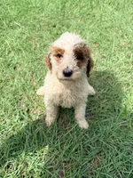Goldie, a female Goldendoodle for sale in Chiefland, FL – 3 of 3