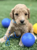 Stevie, a female Goldendoodle for sale in Chiefland, FL – Photo 2 of 5