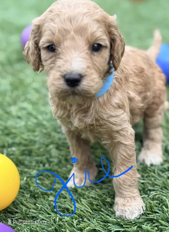 Stevie – Goldendoodle puppy for sale in Chiefland, FL