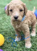 Stevie, a female Goldendoodle for sale in Chiefland, FL – Photo 1 of 5