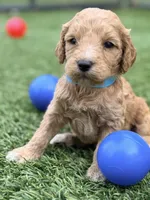 Stevie, a female Goldendoodle for sale in Chiefland, FL – Photo 5 of 5