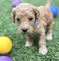 Stevie, a female Goldendoodle for sale in Chiefland, FL – Photo 4 of 5
