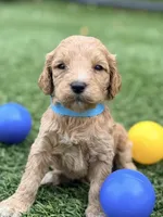Stevie, a female Goldendoodle for sale in Chiefland, FL – Photo 3 of 5