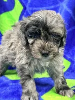 Luke , a male Miniature Labradoodle for sale in Chiefland, FL – 2 of 3