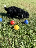 Darla, a female Miniature Aussiedoodle for sale in Chiefland, FL – 2 of 2