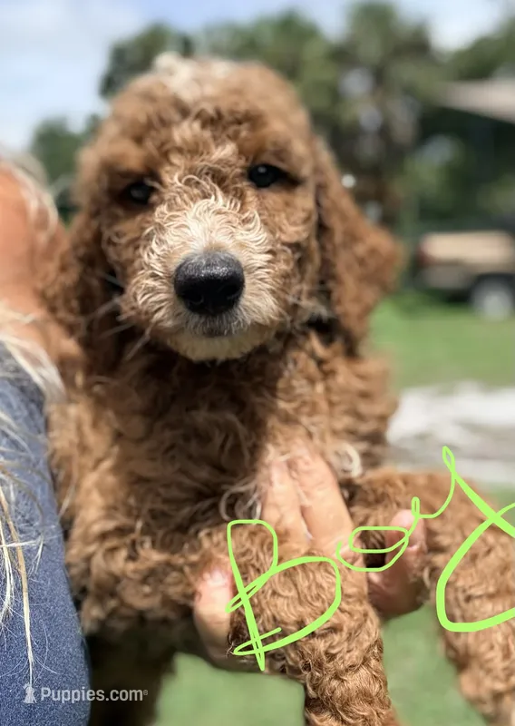 Jamie – Goldendoodle puppy for sale in Chiefland, FL