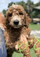 Jamie, a female Goldendoodle for sale in Chiefland, FL – 1 of 3