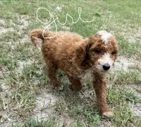 Kristy, a female Goldendoodle for sale in Chiefland, FL – 1 of 3