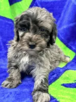 Luke , a male Miniature Labradoodle for sale in Chiefland, FL – 1 of 3