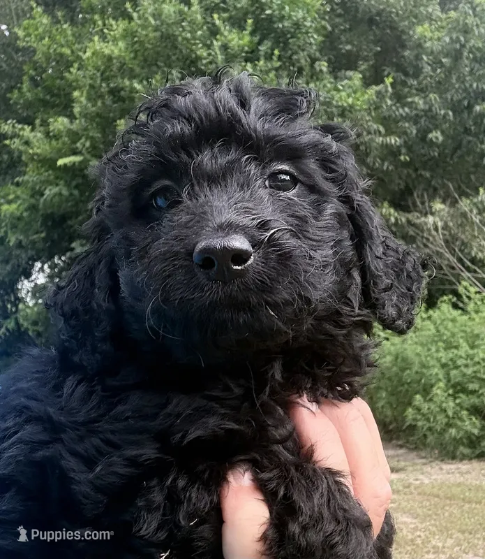 Fizzy – Miniature Aussiedoodle puppy for sale in Chiefland, FL