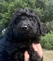 Fizzy, a female Miniature Aussiedoodle for sale in Chiefland, FL – 1 of 5