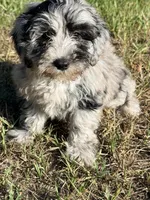 Lilly, a female Miniature Labradoodle for sale in Chiefland, FL – 3 of 8