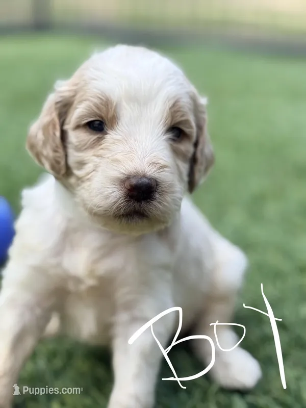 Steve – Goldendoodle puppy for sale in Chiefland, FL