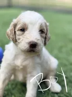 Steve, a male Goldendoodle for sale in Chiefland, FL – Photo 1 of 5
