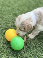 Steve, a male Goldendoodle for sale in Chiefland, FL – Photo 3 of 5