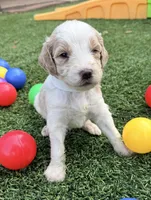 Steve, a male Goldendoodle for sale in Chiefland, FL – Photo 4 of 5
