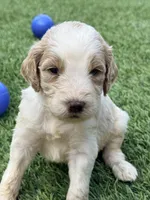 Steve, a male Goldendoodle for sale in Chiefland, FL – Photo 5 of 5