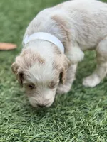 Steve, a male Goldendoodle for sale in Chiefland, FL – Photo 2 of 5