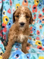Kelly, a female Goldendoodle for sale in Chiefland, FL – 1 of 3