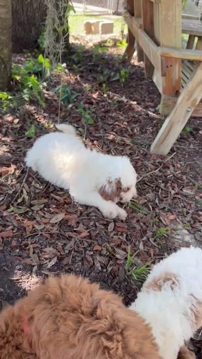 Georgia, a female Goldendoodle for sale in Chiefland, FL – 4 of 4
