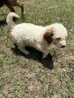 Kyle, a male Goldendoodle for sale in Chiefland, FL – 3 of 3