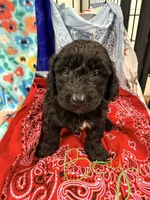 Freddie, a male Miniature Aussiedoodle for sale in Chiefland, FL – 2 of 2