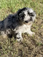Lilly, a female Miniature Labradoodle for sale in Chiefland, FL – 5 of 8