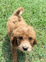 Gina, a female Goldendoodle for sale in Chiefland, FL – 2 of 3