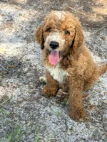 Jamie, a male Goldendoodle for sale in Chiefland, FL – 3 of 4