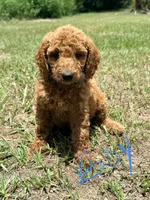 Kevin, a male Goldendoodle for sale in Chiefland, FL – 1 of 3
