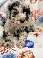 Lilly, a female Miniature Labradoodle for sale in Chiefland, FL – 3 of 3