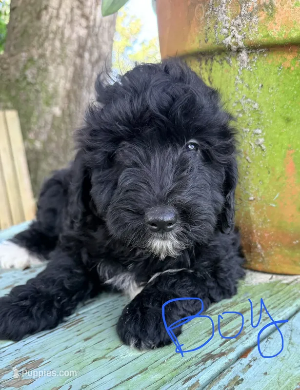 Donnie – Miniature Aussiedoodle puppy for sale in Chiefland, FL