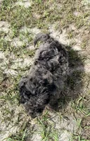Fifi, a female Miniature Aussiedoodle for sale in Chiefland, FL – 3 of 7