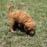 Kris, a male Goldendoodle for sale in Chiefland, FL – 3 of 4