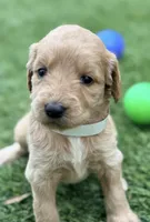 Shana, a female Goldendoodle for sale in Chiefland, FL – Photo 2 of 4
