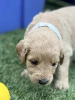 Shana, a female Goldendoodle for sale in Chiefland, FL – Photo 3 of 4