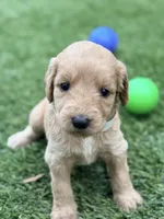 Shana, a female Goldendoodle for sale in Chiefland, FL – Photo 4 of 4