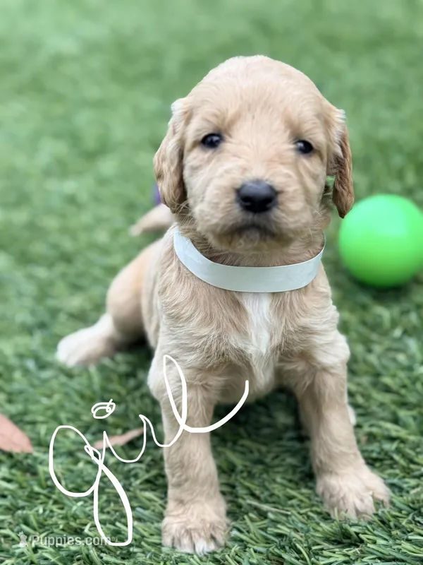 Shana – Goldendoodle puppy for sale in Chiefland, FL
